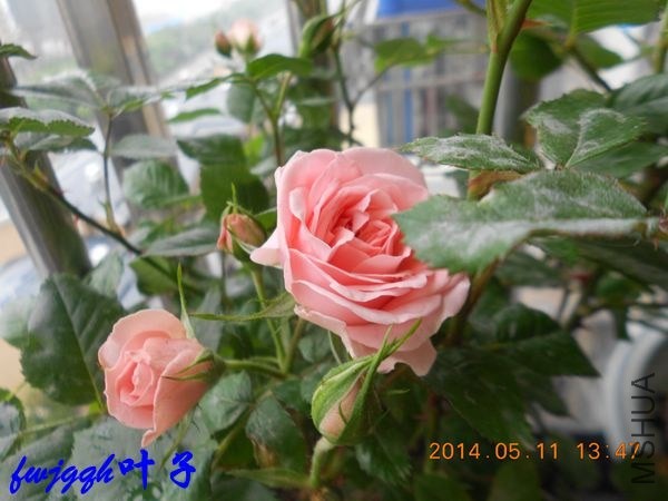 ��΢�� (1)_����.jpg