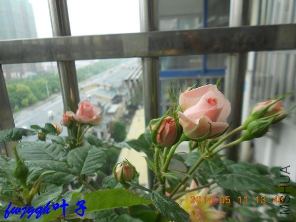 ��΢�� (2)_����.jpg
