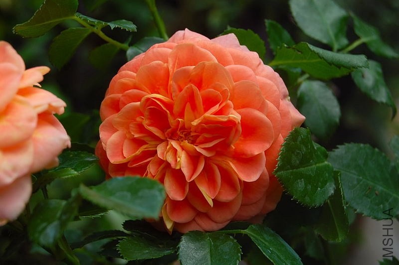 DSC_00600060.JPG