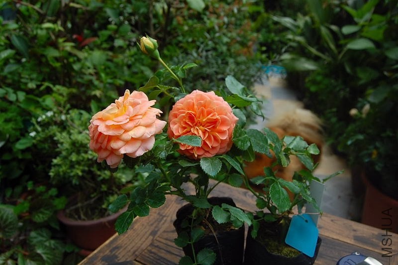 DSC_00650065.JPG