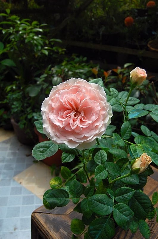 DSC_00690069.JPG