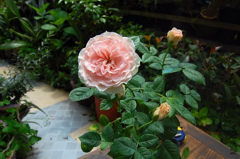 DSC_00680068.JPG