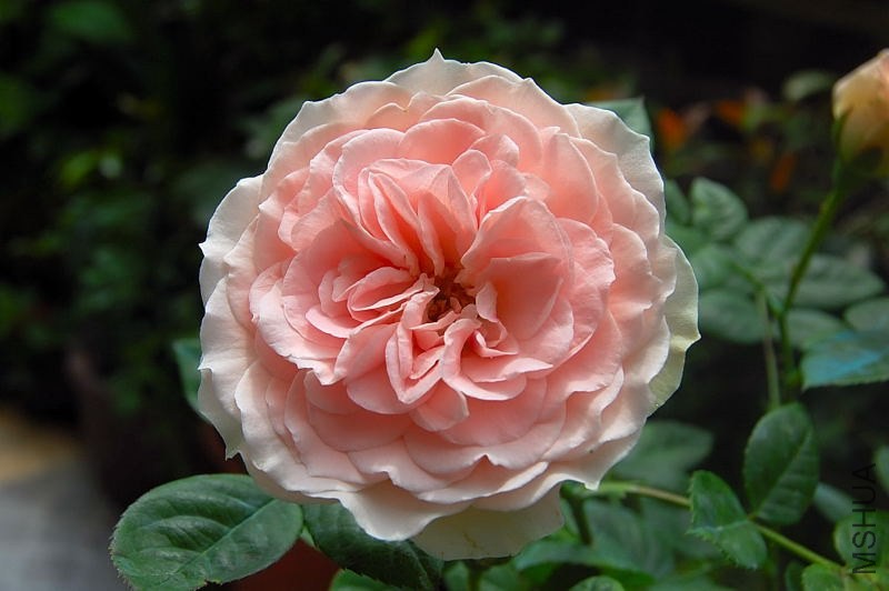 DSC_00700070.JPG