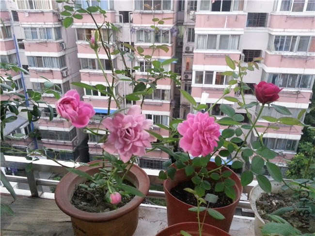 20130916_181730.jpg