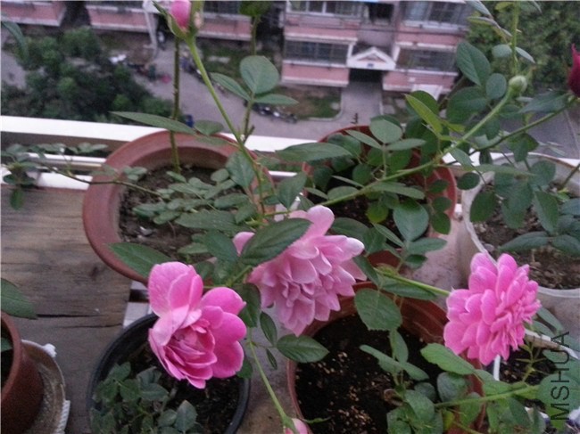 20130916_181750.jpg