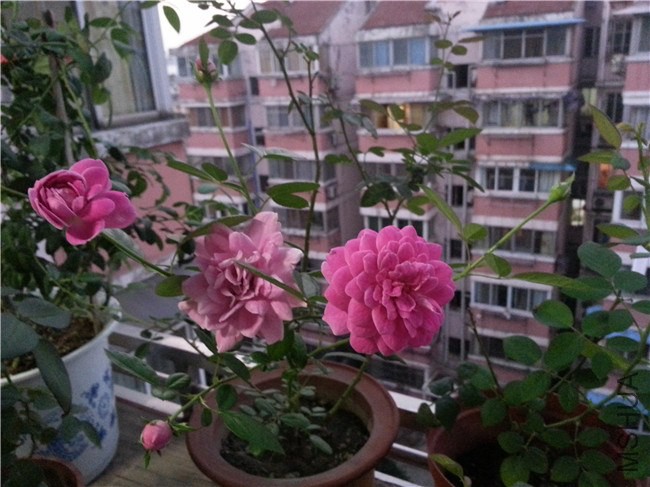 20130916_182154.jpg