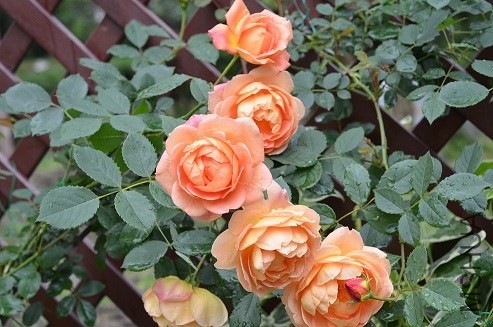 DSC_3020.JPG