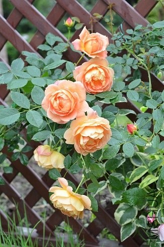 DSC_3057.JPG