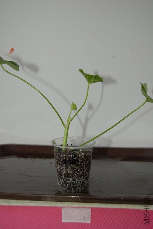 nEO_IMG_DSC_0643.jpg