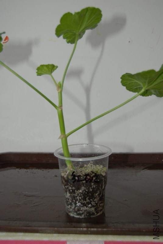 nEO_IMG_DSC_0644.jpg