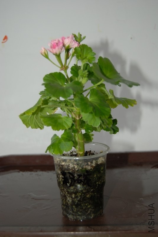 nEO_IMG_DSC_0645.jpg