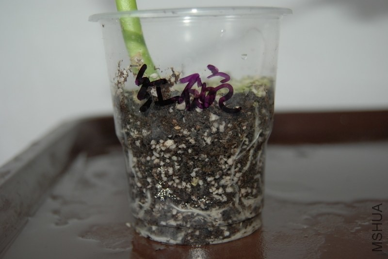 nEO_IMG_DSC_0648.jpg