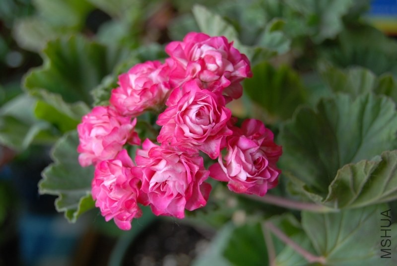 DSC_0654.jpg