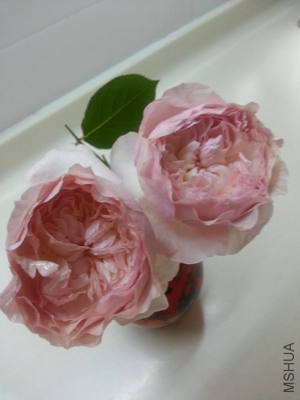 20140511_111947.jpg