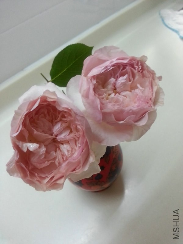 20140511_111940.jpg