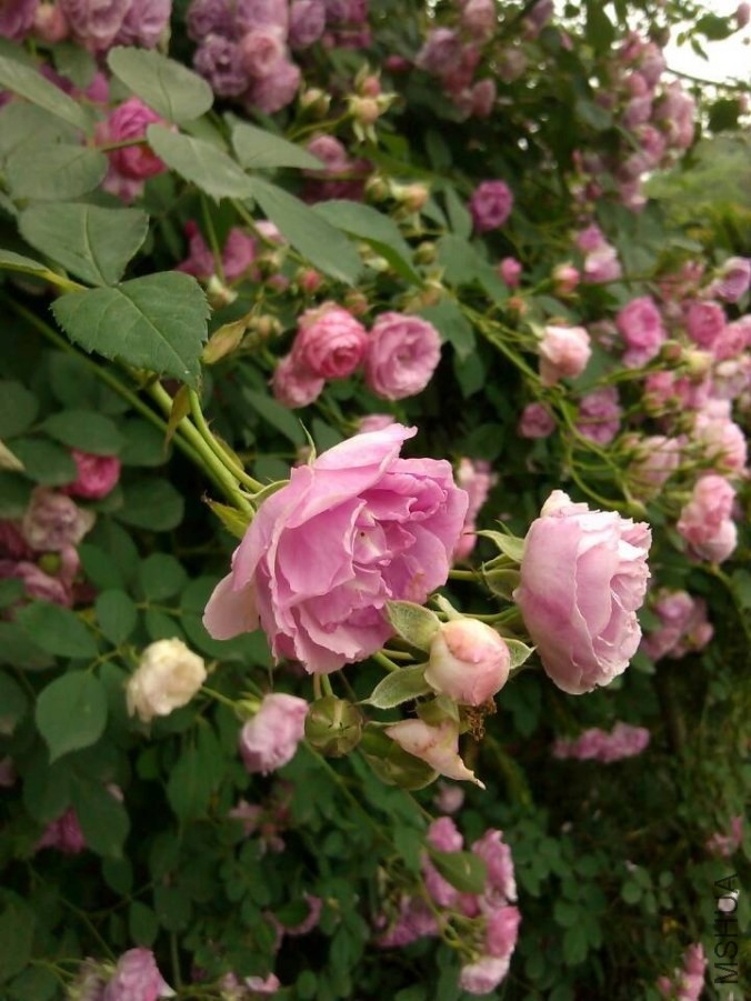 QQͼƬ20140512110031.jpg