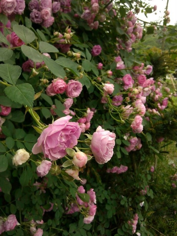 QQͼƬ20140512110049.jpg