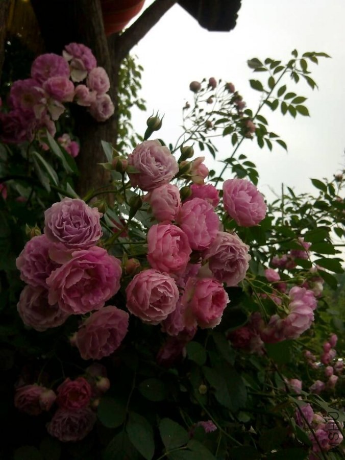 QQͼƬ20140512110053.jpg