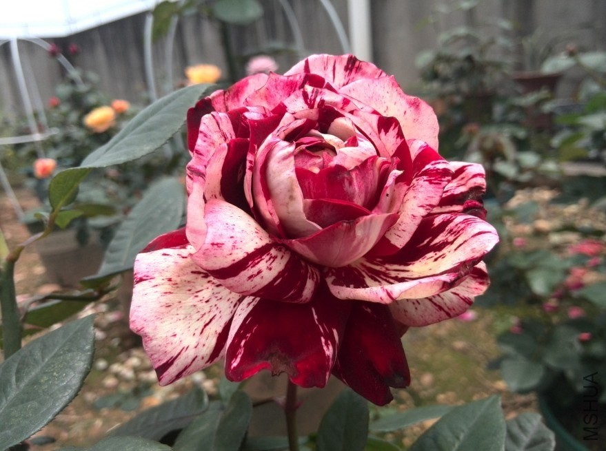 QQͼƬ20140512171540.jpg