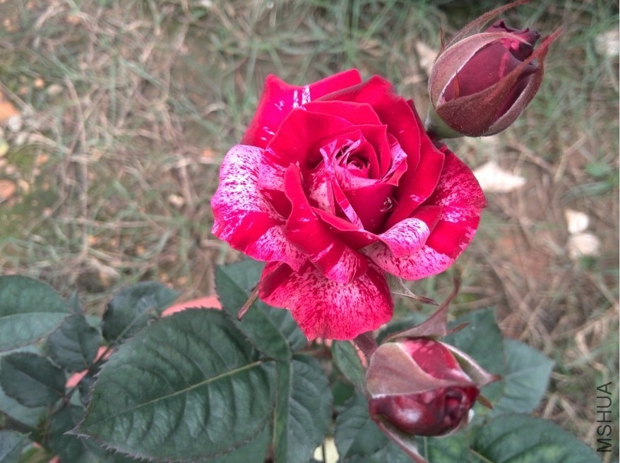 QQͼƬ20140512174259.jpg