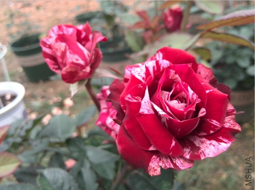 QQͼƬ20140512174010.jpg