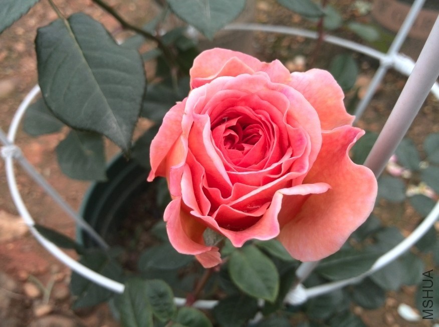 QQͼƬ20140512174352.jpg