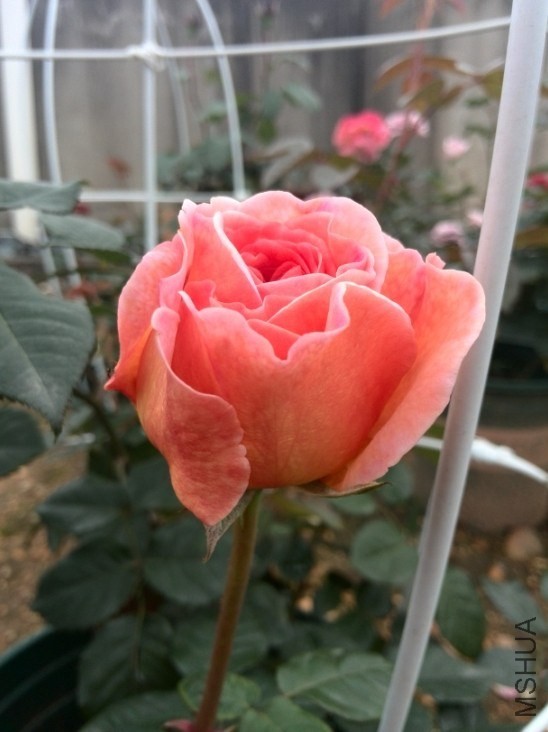 QQͼƬ20140512174408.jpg