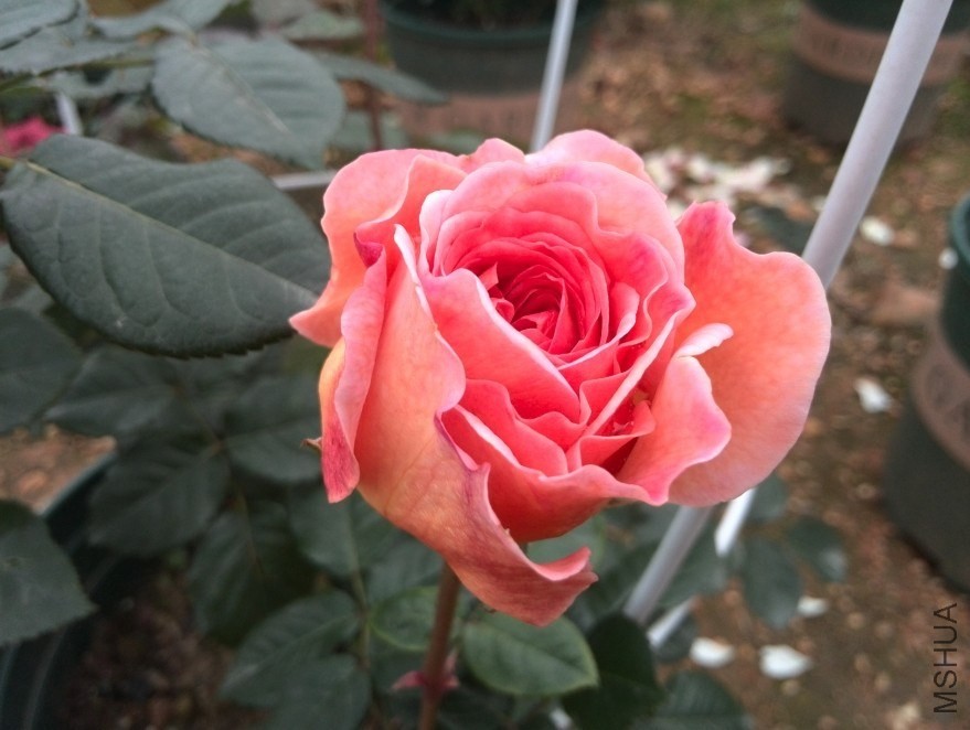 QQͼƬ20140512174422.jpg