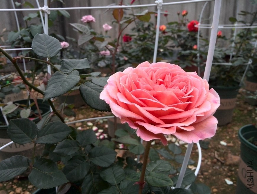 QQͼƬ20140512174543.jpg