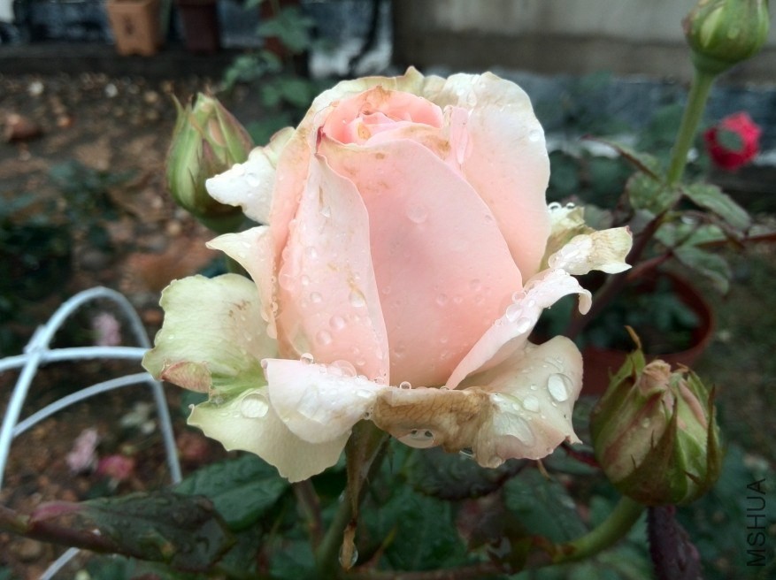 QQͼƬ20140512171626.jpg