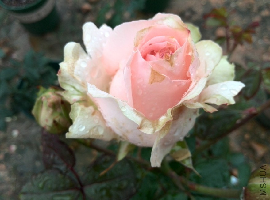 QQͼƬ20140512171645.jpg