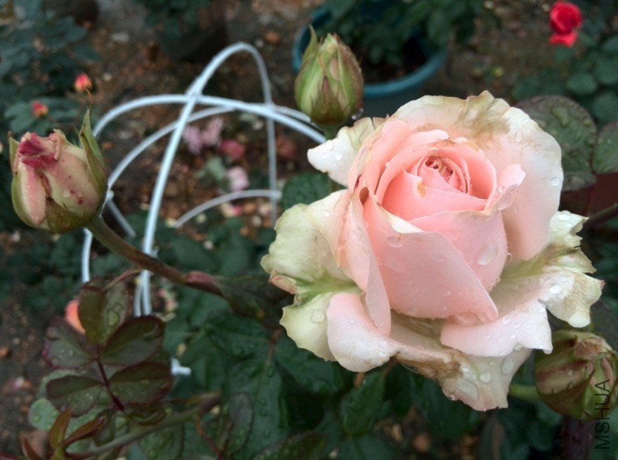 QQͼƬ20140512171704.jpg