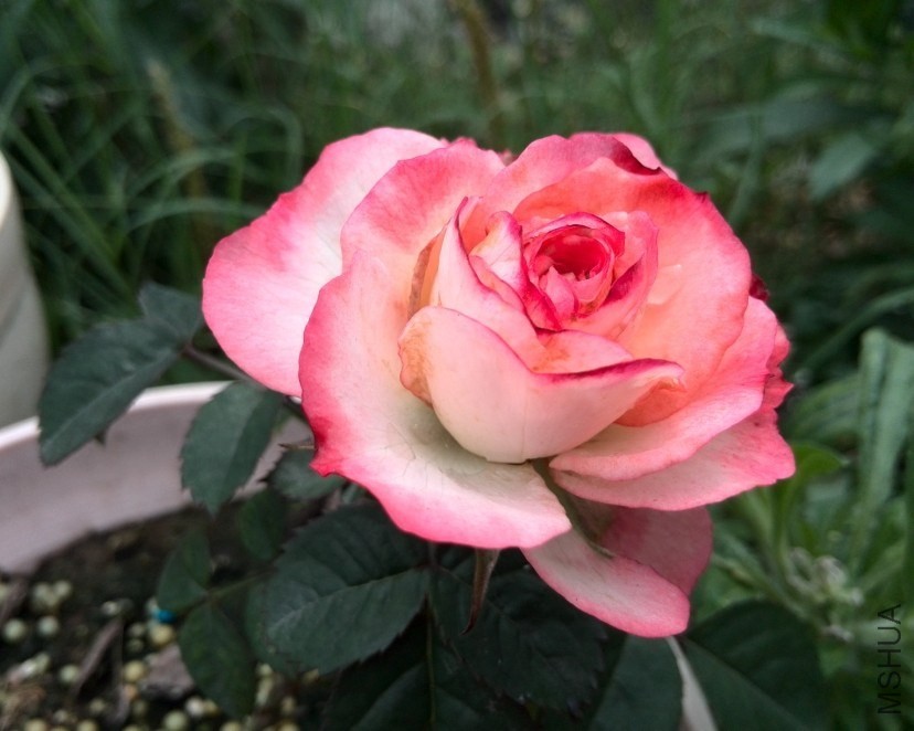QQͼƬ20140512171924.jpg