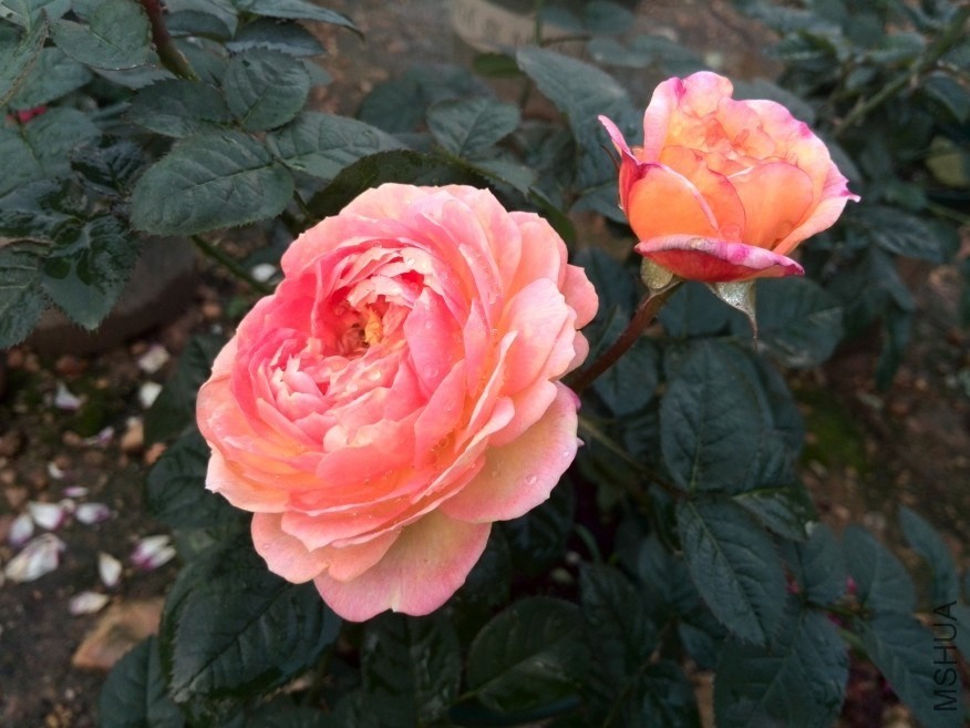 QQͼƬ20140512173731.jpg