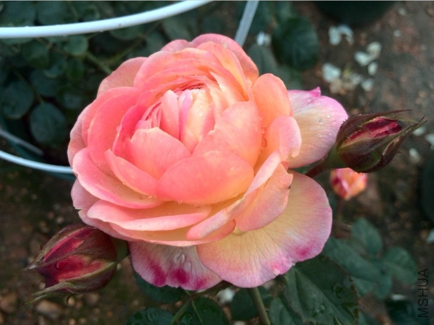 QQͼƬ20140512173754.jpg