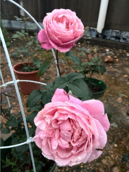 QQͼƬ20140512173840.jpg