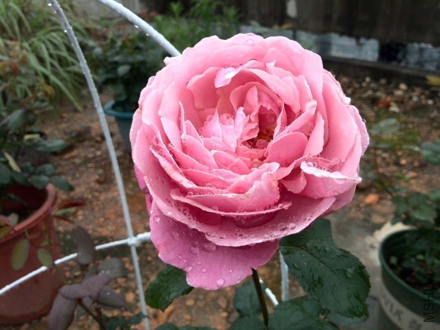 QQͼƬ20140512173855.jpg