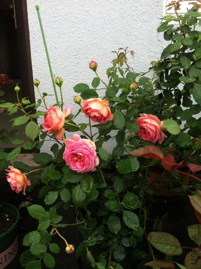 IMG_3009_����.jpg