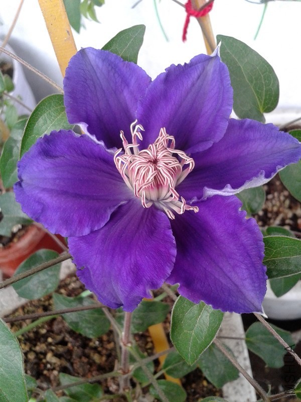 2014-05-11 10.50.11_����.jpg