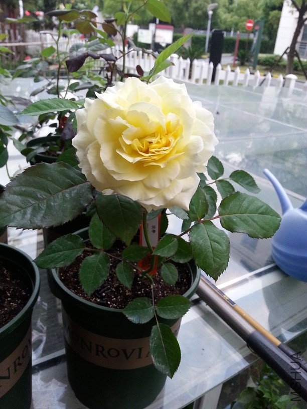 20140512_182008.jpg