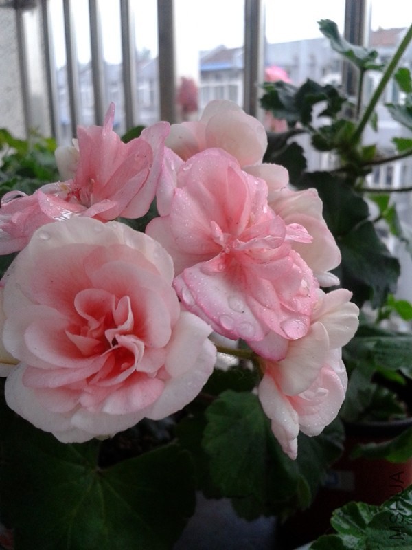 2014-05-11 08.04.47_����.jpg