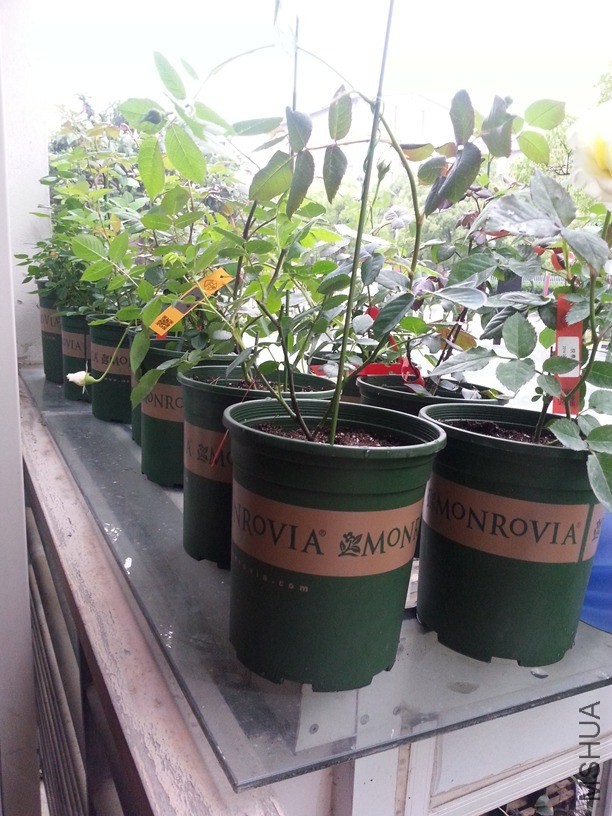 20140511_160513.jpg