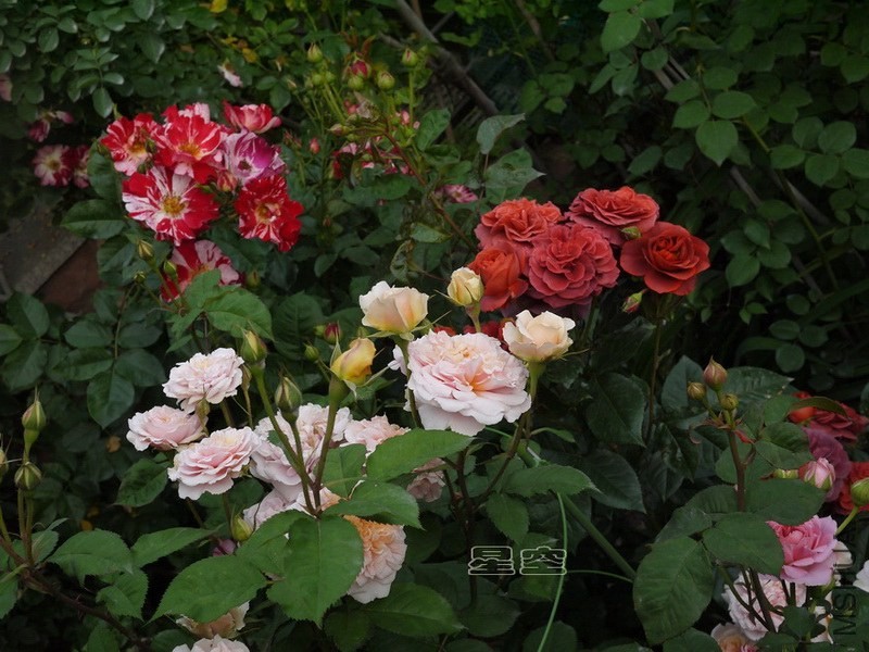 P1050724.jpg