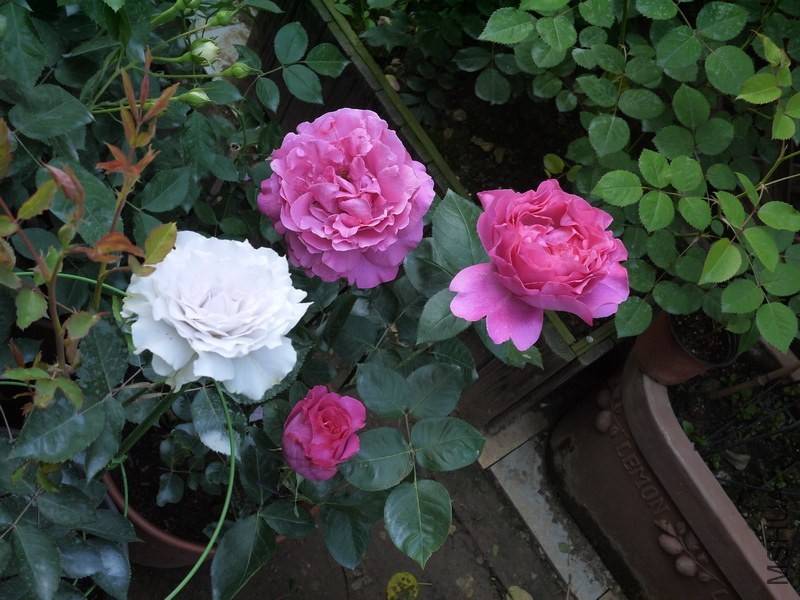 P1050229.JPG