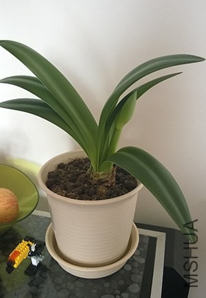 �Ż�����