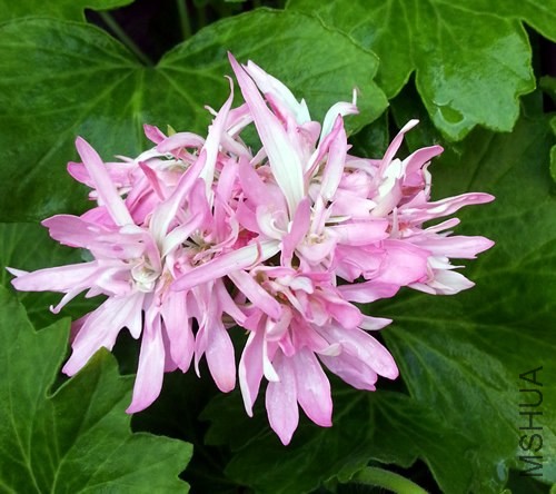 ���ÿ���Win Ellison20140513A.jpg