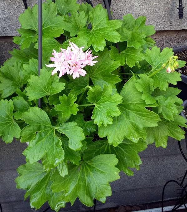 ���ÿ���Win Ellison20140513B.jpg