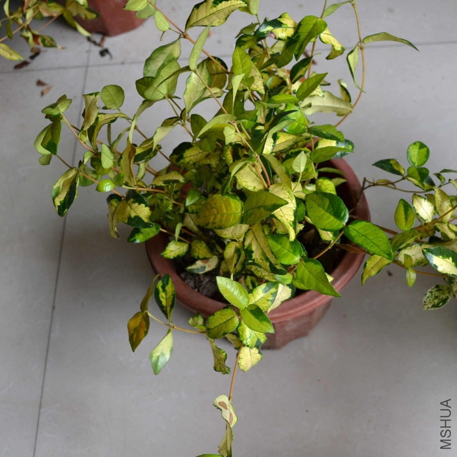 DSC_0596_����.jpg