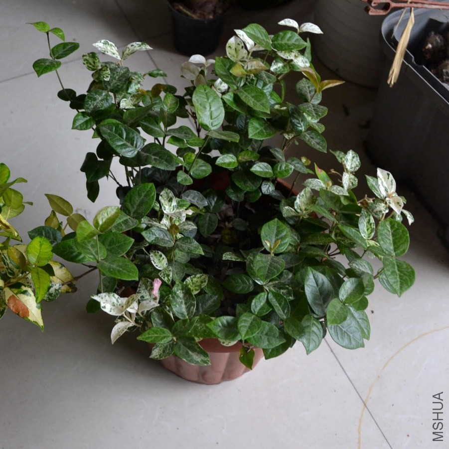 DSC_0597_����.jpg