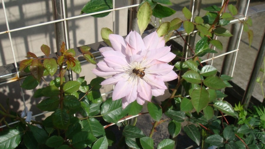 DSC02022.JPG